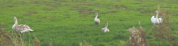 Beccles Circumnavigation