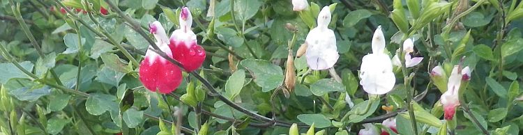 Beccles Circumnavigation