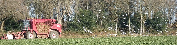 Fritton and Lound Area