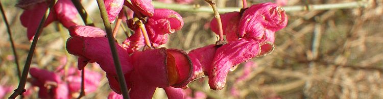 Fritton and Lound Area