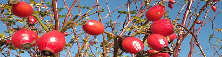 Fritton and Lound Area