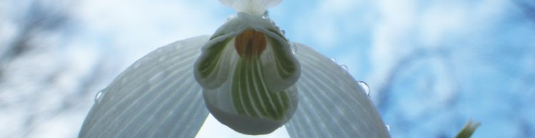 Outney Common and Bungay