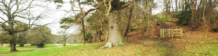 Outney Common and Bungay