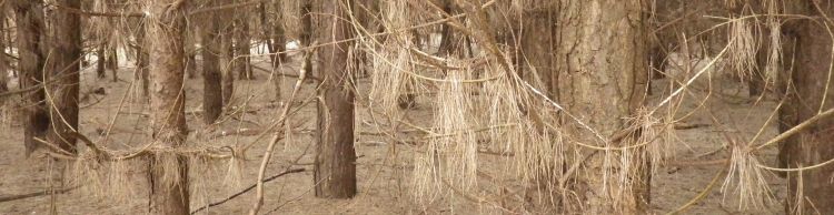 Tunstall Forest and Viking Trail