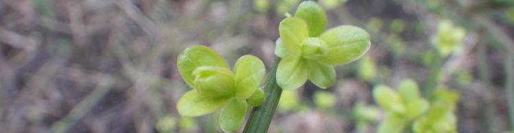 Tunstall Forest and Viking Trail