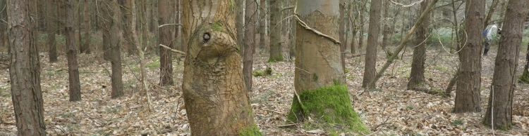 Tunstall Forest and Viking Trail