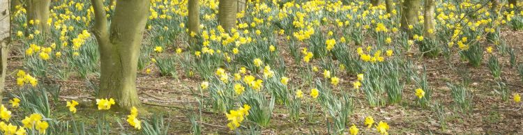 Brockdish and Angles Way