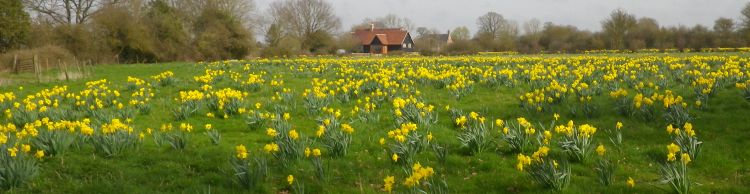 Brockdish and Angles Way
