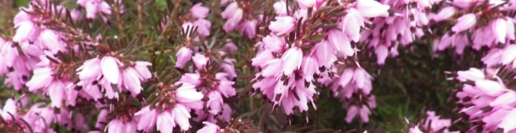 Brockdish and Angles Way