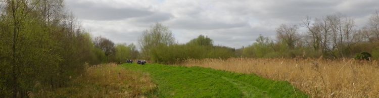Beccles Marsh Trail