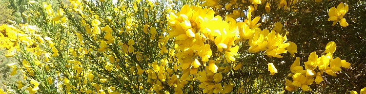 Westleton and Black Slough Area