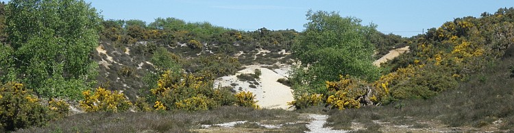 Westleton and Black Slough Area