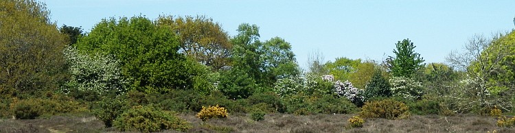 Westleton and Black Slough Area