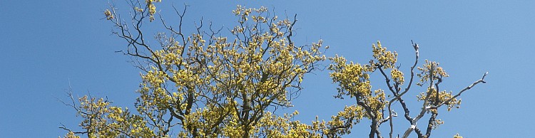 Westleton and Black Slough Area