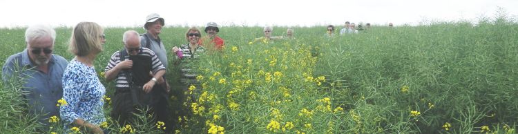 Homersfield and Alburgh