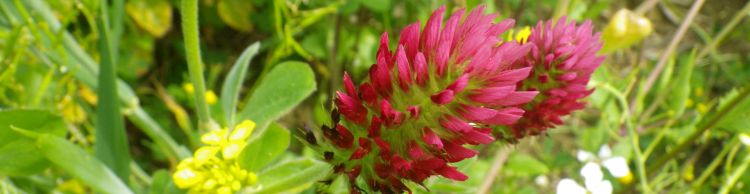 Homersfield and Alburgh