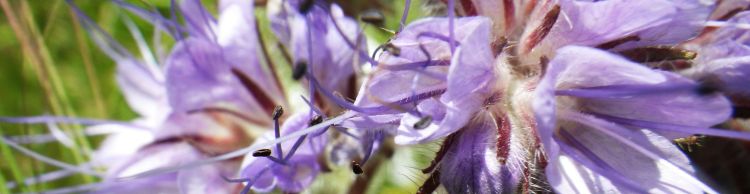 Homersfield and Alburgh