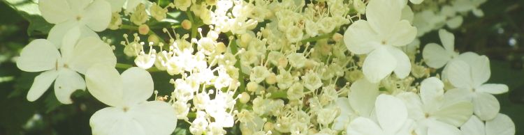 Homersfield and Alburgh