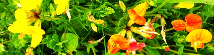 Norwich Group at Acle