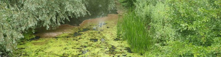 Roman Roaming around Scole