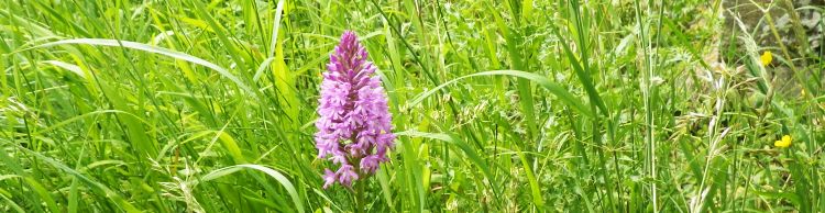 St Margaret South Elmham Walk