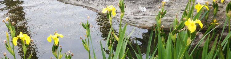 St Margaret South Elmham Walk