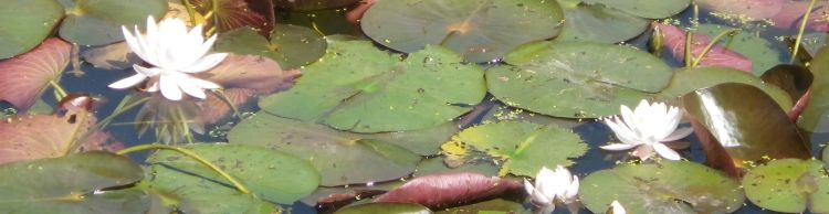 St James St Cross and South Elmham