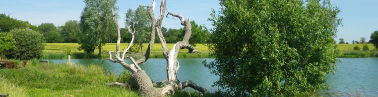 St James St Cross and South Elmham