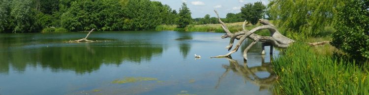 St James St Cross and South Elmham
