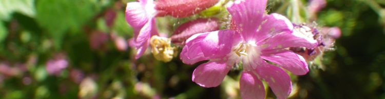 St James St Cross and South Elmham