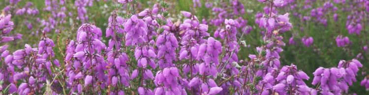 Westleton Dunwich Eastbridge