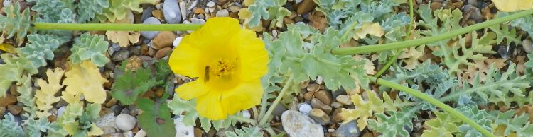 Stiffkey to Salthouse