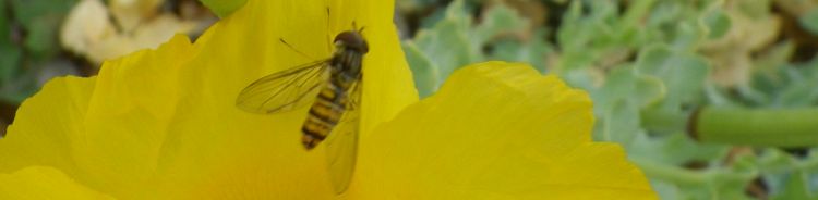 Stiffkey to Salthouse