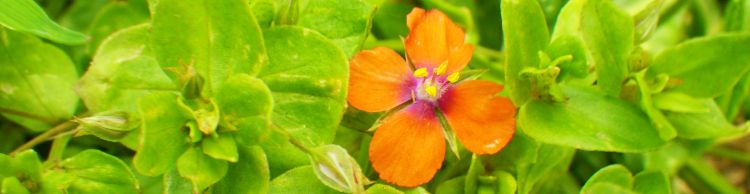 Four Horseshoes Thornam Magna