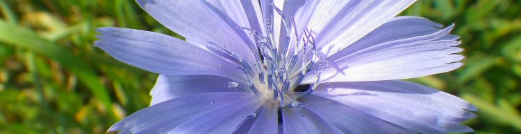 Homersfield Alburgh Wortwell