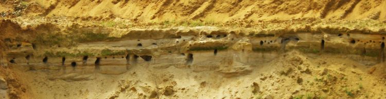 Wensum Group at Homersfield