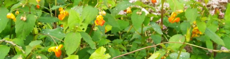 Great Yarmouth Group in Beccles