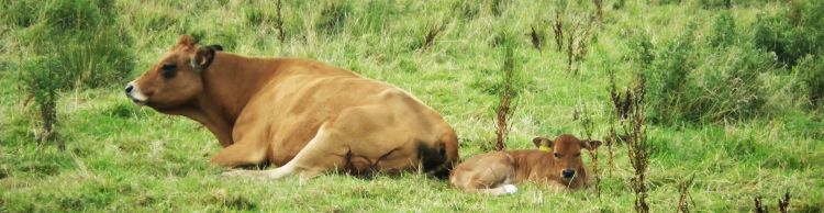 Oulton Broad to Beccles