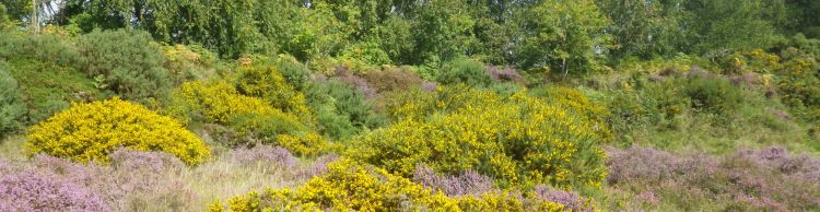 Blythburgh and Southwold