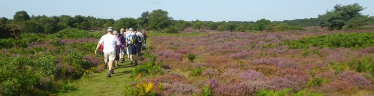 Ipswich Group around Minsmere