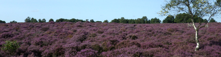 Ipswich Group around Minsmere