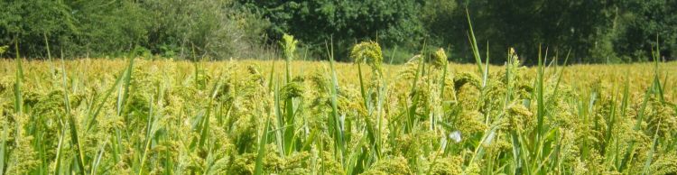 Ipswich Group around Minsmere