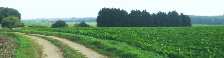 Wissett and Chediston