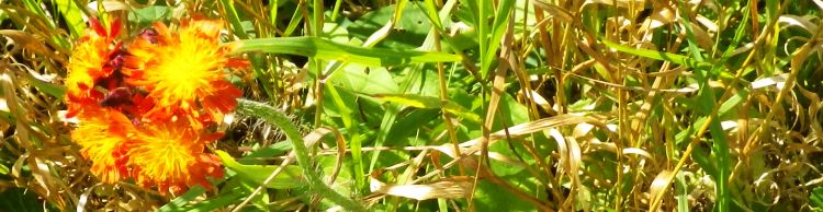 Alde Valley from Sibton White Horse