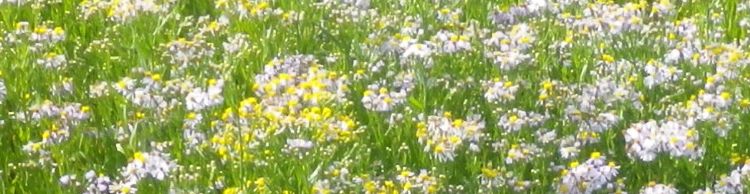 Blythburgh to Walberswick