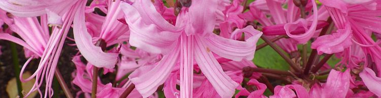 Norwich Group at Hempnall