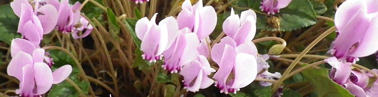 Halesworth to Beccles