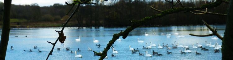 Homersfield and Sand Pits