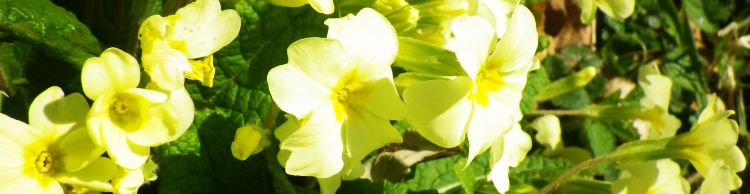 St Margaret and St Cross