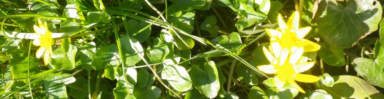 St Margaret and St Cross